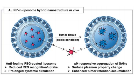 pH-Responsive Gold Nanoparticles-in-Liposome Hybrid Nanostructures for Enhanced Systemic Tumor Delivery