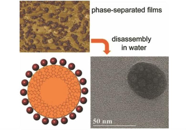 Nanoparticles of Conjugated Polymers Prepared from Phase-Separated Films of Phospholipids and Polymers for Biomedical Applications
