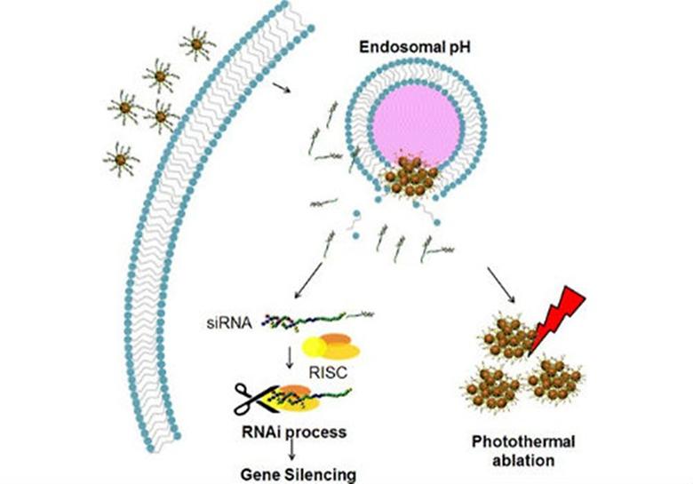 i-Motif-Driven Au Nanomachines in Programmed siRNA Delivery for Gene-Silencing and Photothermal Ablation