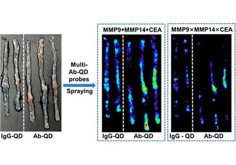 Spraying Quantum Dot Conjugates in the Colon of Live Animals Enabled Rapid and Multiplex Cancer Diagnosis Using Endoscopy