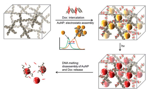 Light-responsible DNA hydrogel–gold nanoparticle assembly for synergistic cancer therapy