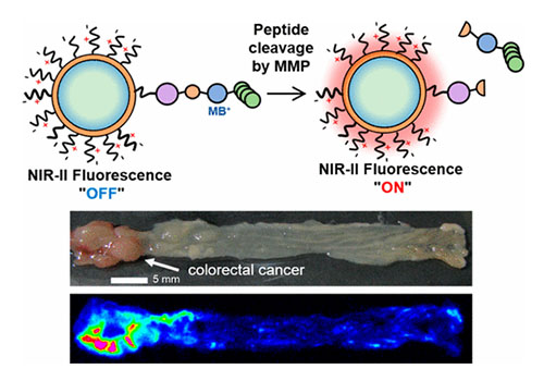 Cancer-Microenvironment-Sensitive Activatable Quantum Dot Probe in the Second Near-Infrared Window