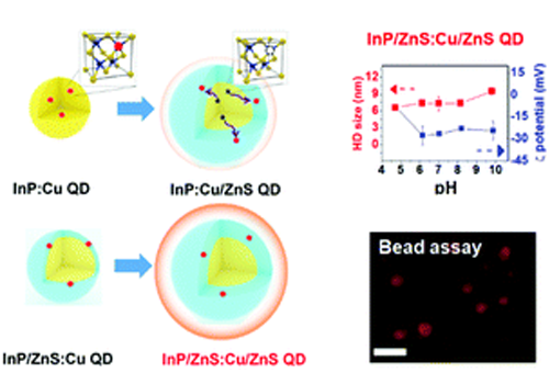 Synthesis of far-red- and near-infrared-emitting Cu-doped InP/ZnS (core/shell) quantum dots with controlled doping steps and their surface functionalization for bioconjugation