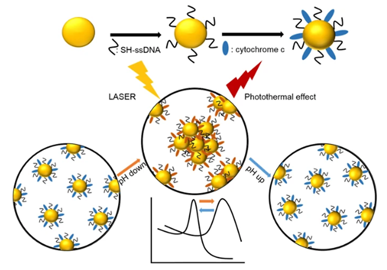 Reversibly pH-responsive gold nanoparticles and their applications for photothermal cancer therapy