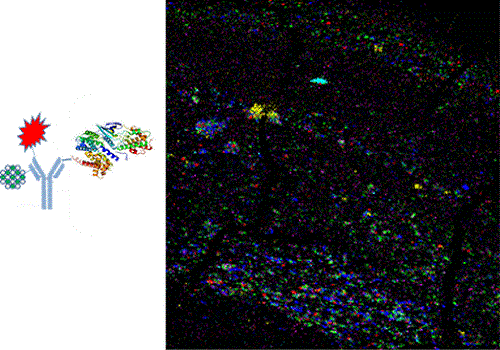 Multiplex Protein Imaging with Secondary Ion Mass Spectrometry Using Metal Oxide Nanoparticle-Conjugated Antibodies