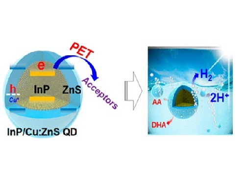Controlled Photoinduced Electron Transfer from InP/ZnS Quantum Dots through Cu Doping: A New Prototype for the Visible-Light Photocatalytic Hydrogen Evolution Reaction