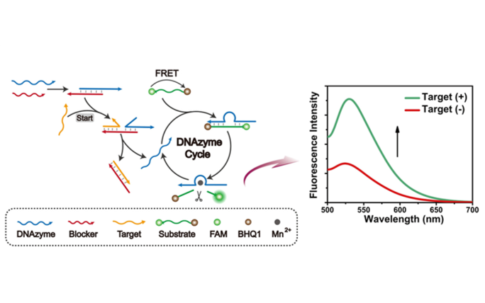 Advances and Trends in miRNA Analysis Using DNAzyme-Based Biosensors