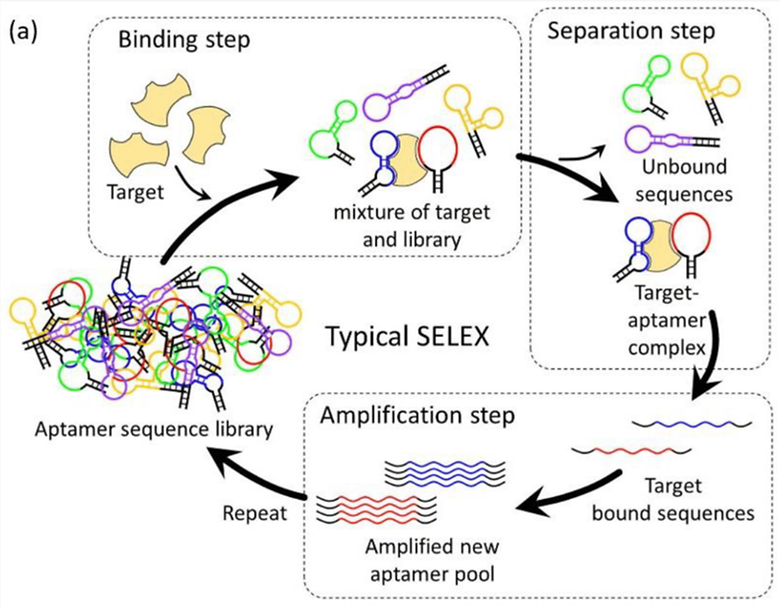Recent Advances in Biological Applications of Aptamer-Based Fluorescent Biosensors