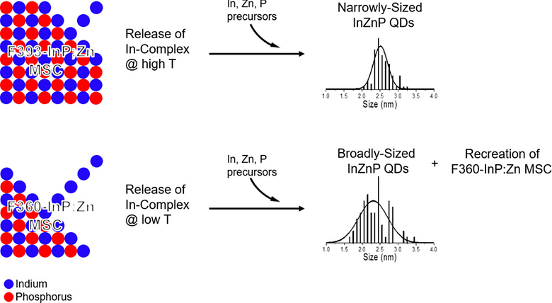 Multiple Roles of Magic-Sized Clusters in Quantum Dot Synthesis