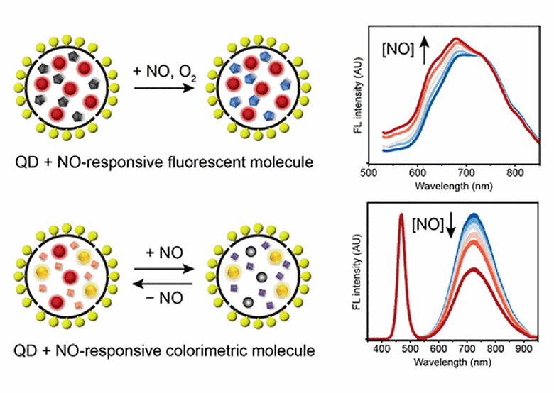 Quantum Dot-Amphiphilic Polymer Composite Colloids for Nitric Oxide Sensing