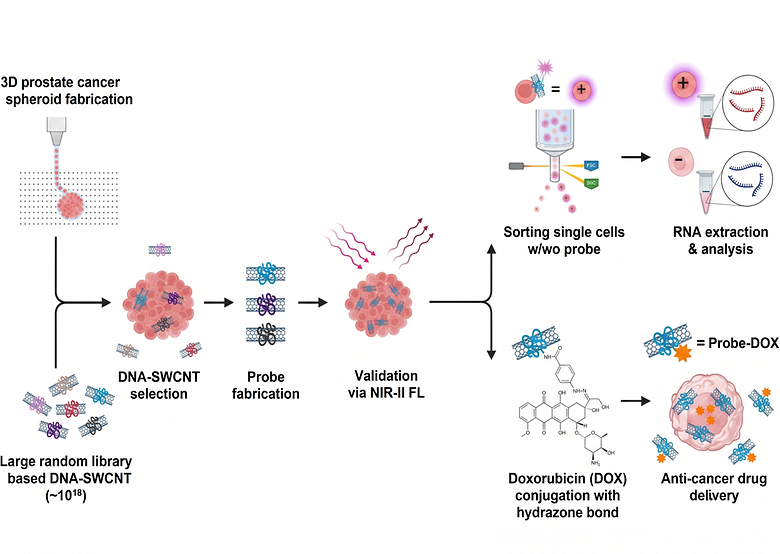Microenvironment-Guided Evolution of ssDNA-SWCNT Probes for Selective Recognition of Aggressive Prostate Cancer Phenotypes