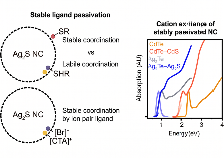 Stable versus Labile Ligand Passivation on Silver Chalcogenide Nanocrystals