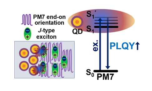 Quantum Dot-Induced Kinetic Bottleneck in Singlet Exciton Relaxation of Conjugated Polymer Aggregates